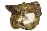 Tyrannosaur Tooth With Crocodile Scute - Judith River Formation #108095-3